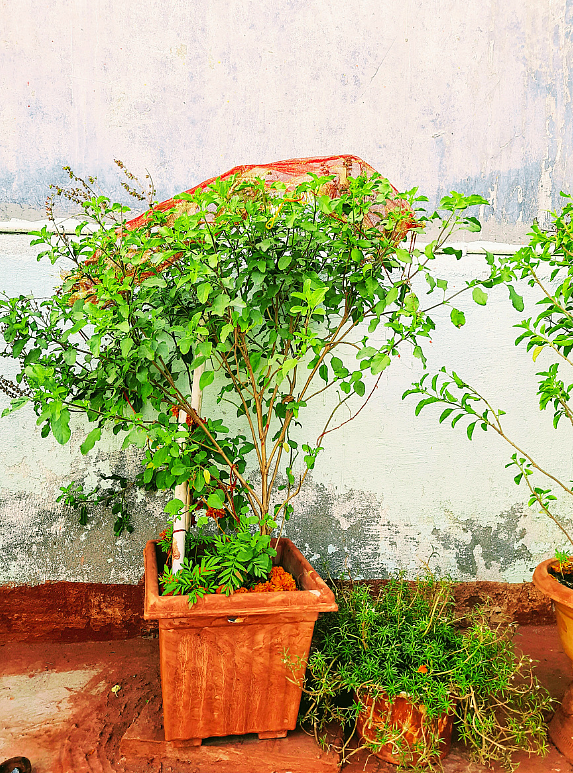 tulsi 3