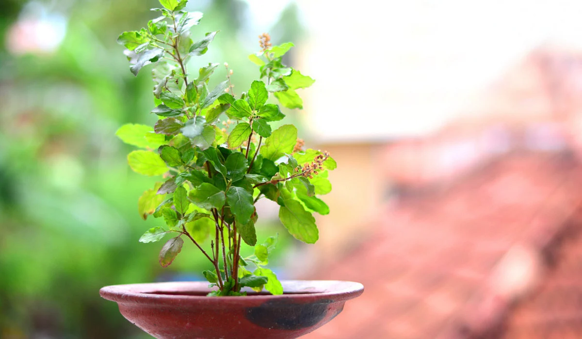 Vastu tips for placing tulsi plant at home FB 1200x700 compressed