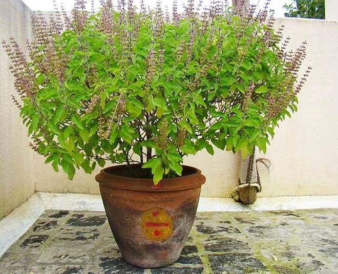 best ways to plant tulsi