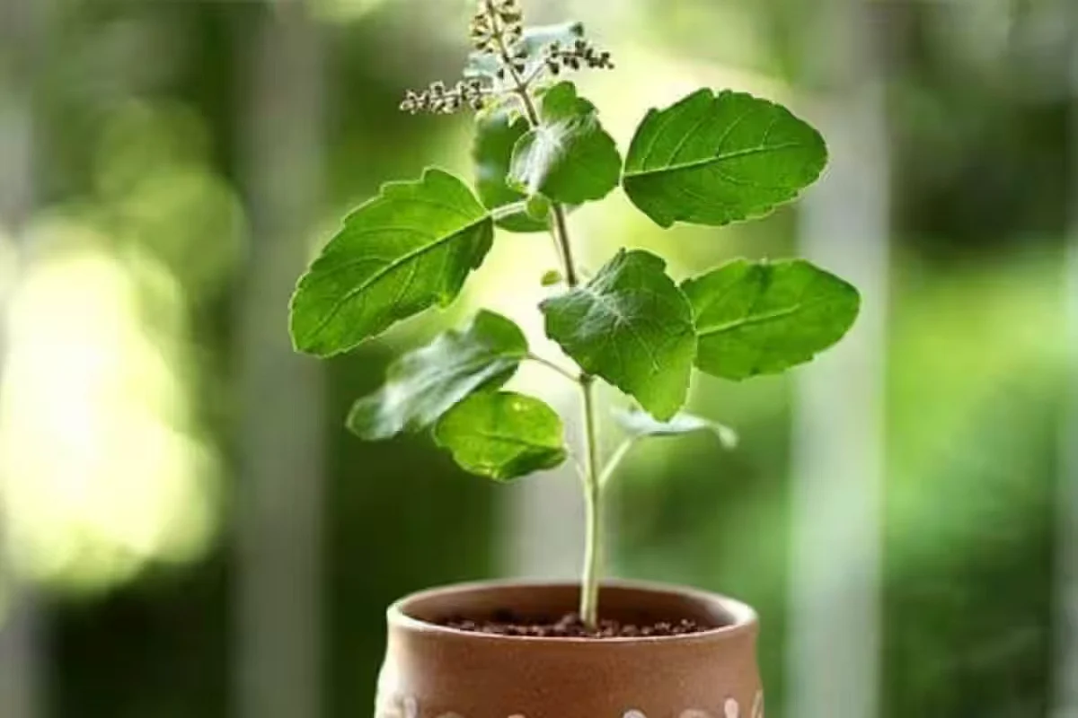 Tulsi Plant Direction