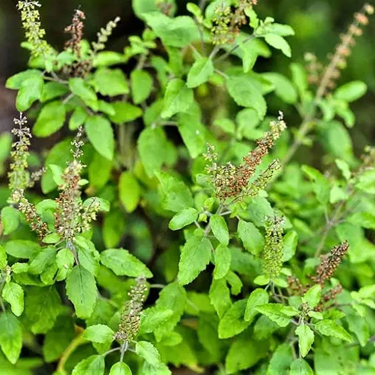 tulsi 1 1