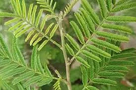 images 89