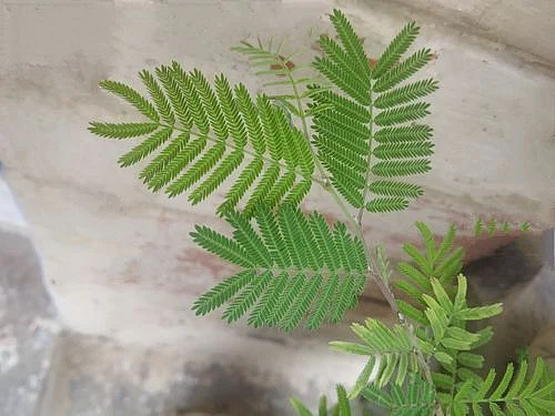 shamiplant01200