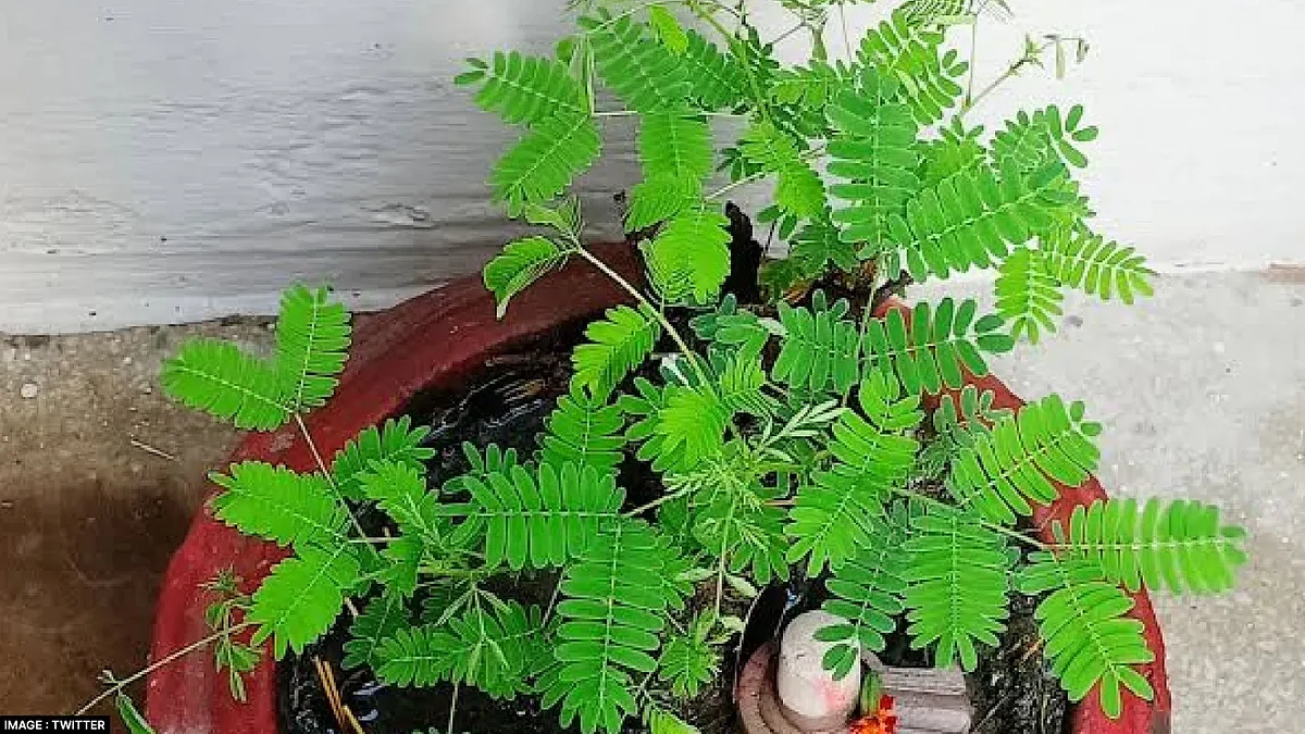 shamiplant 1710075012983169