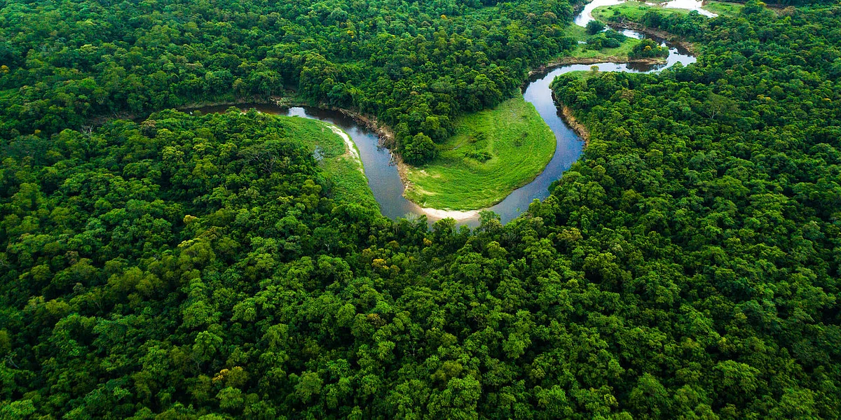 nagaland greenery8
