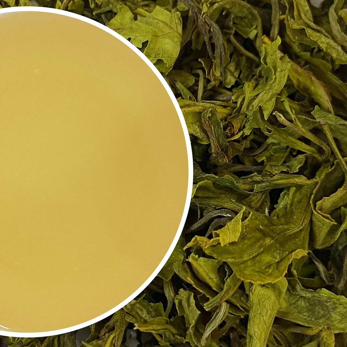 nilgiri tea