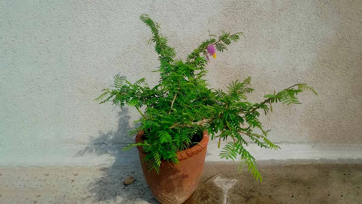 shami plant for astrology