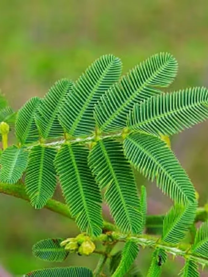 cropped Shamiplant
