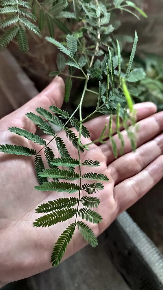 Leaves of the shami plant used for medicinal purposes01200