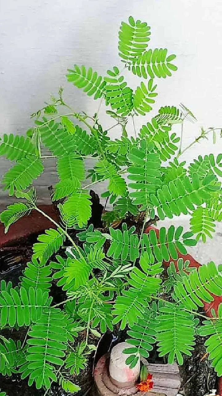 shami plant offering water day 1704784150