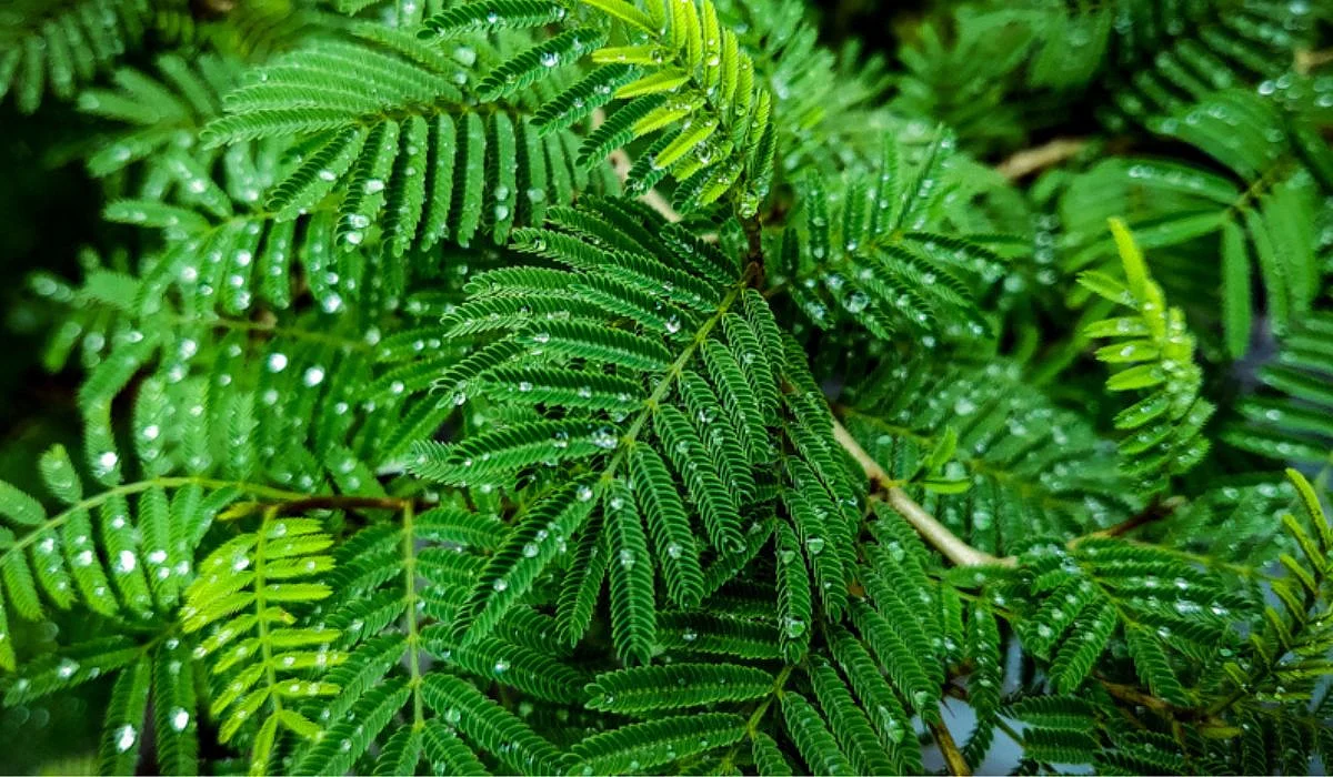 Shami plant FEATURE compressed