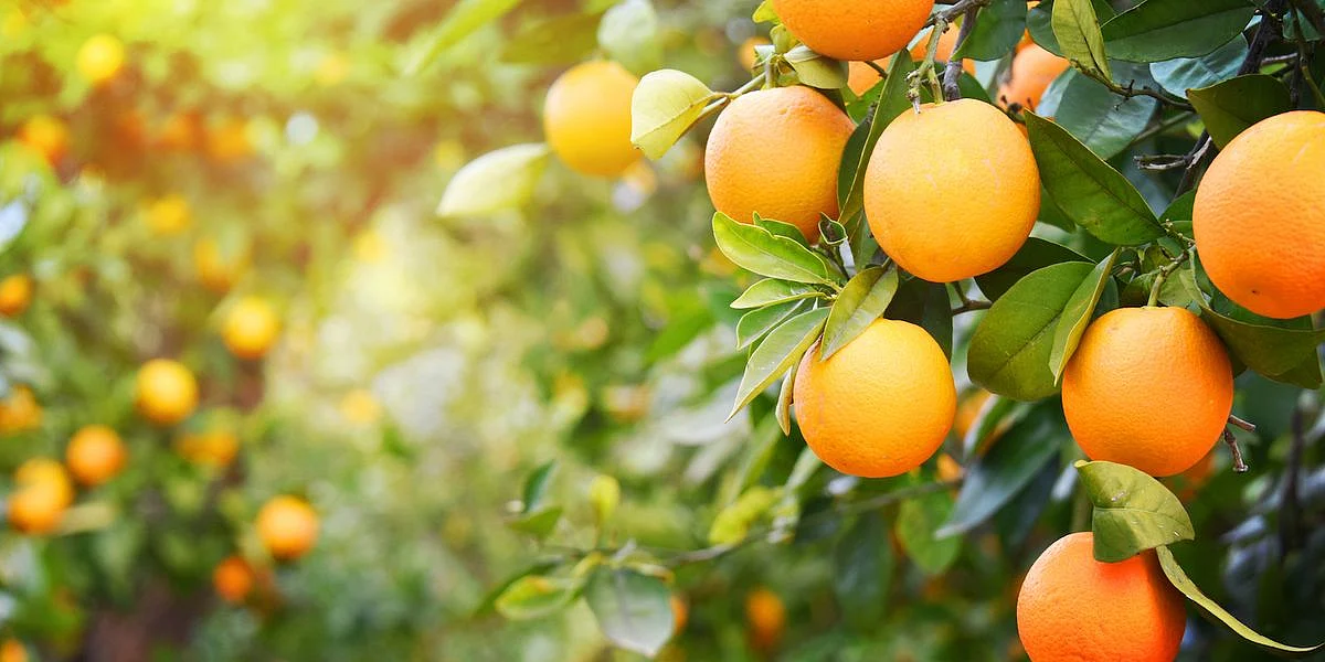 oranges