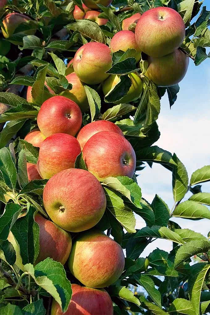 19 Best Apple Tree Varieties with a Guide to Flowering Groups
