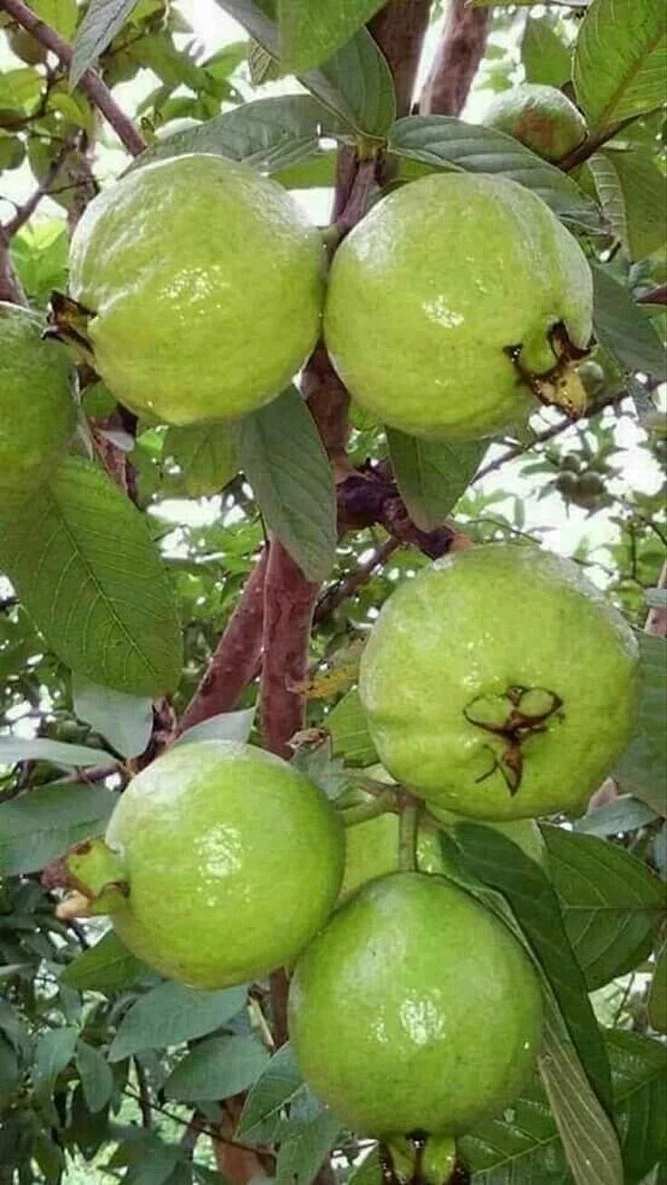How to Plant and Grow a Guava Tree