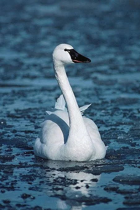 หงส์ทุนดรา Tundra Swan
