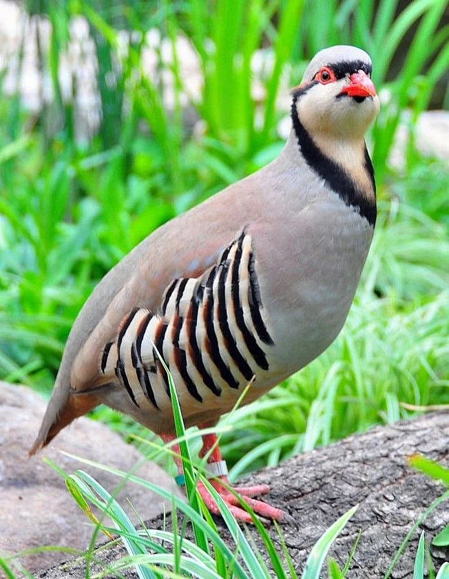 イワシャコ 岩鷓鴣 Chukar Partridge Alectoris chukar…