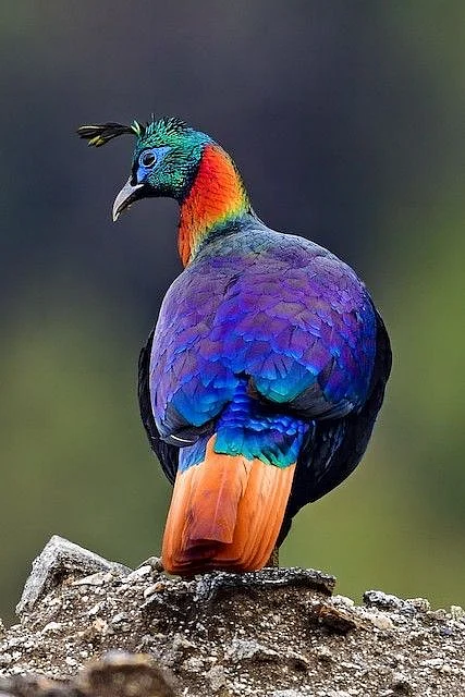 Monal del Himalaya Lophophorus impejanus