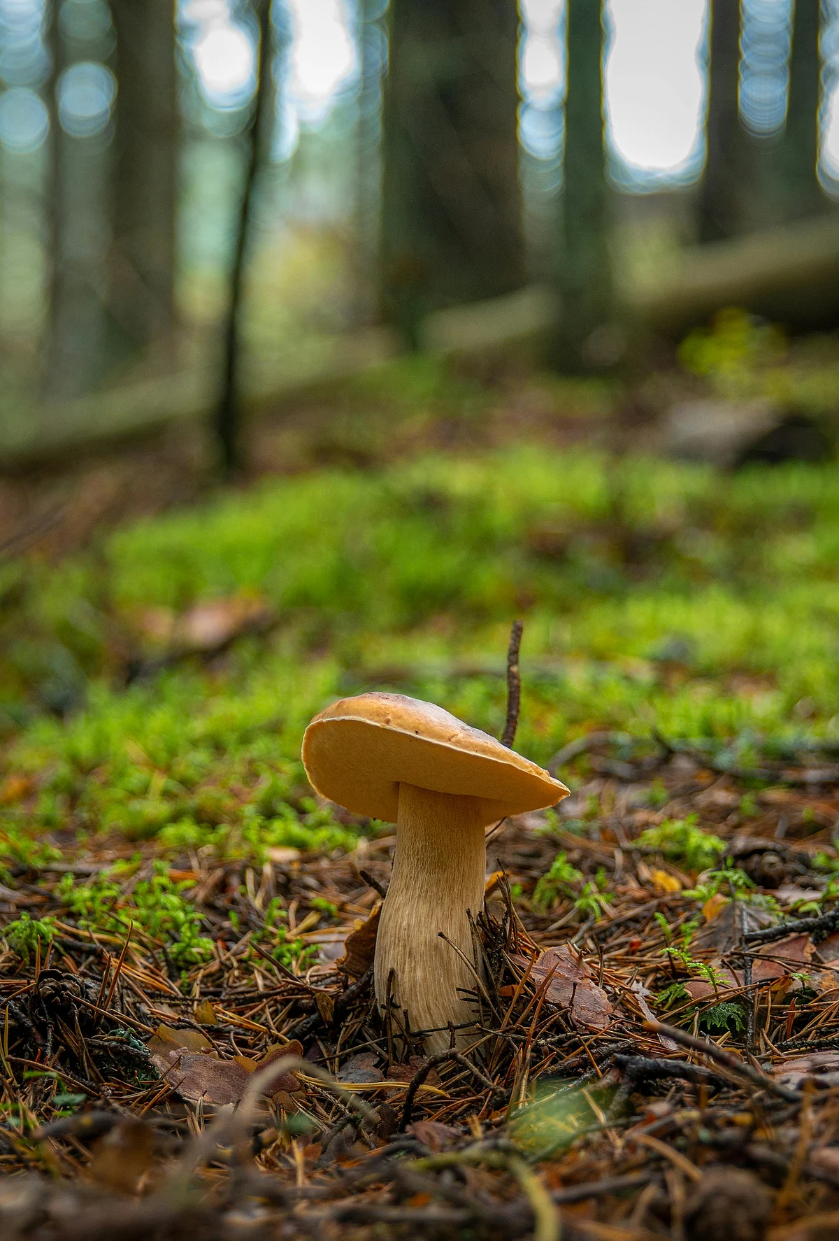 pexels ekamelev 1685647