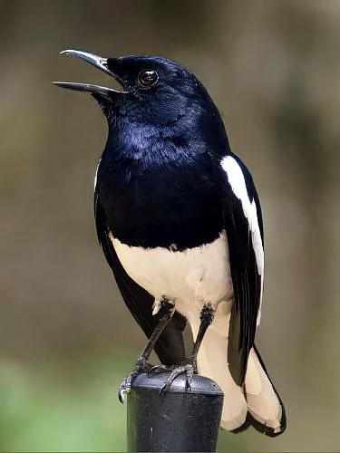 Oriental Magpie Robin