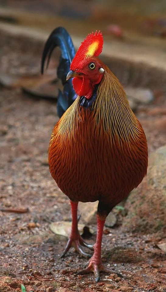 Sri Lankas national bird the Jungle Fowl