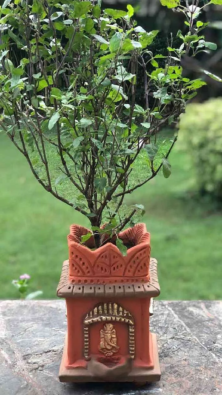 grow tulsi plant 1704179851