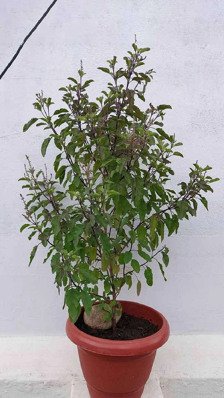 tulsi plant care tips 1712652293