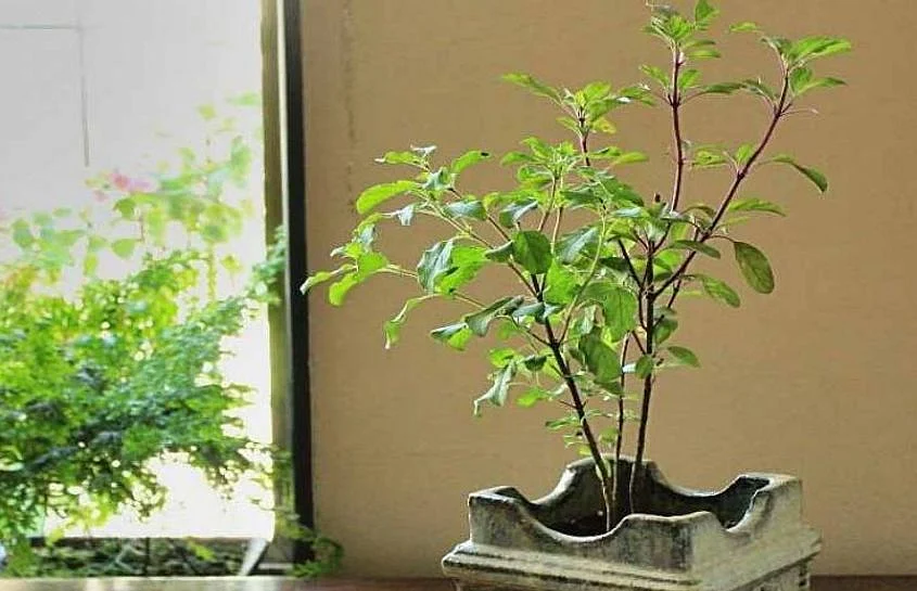 tulsi story 1606899436 4
