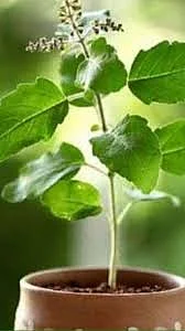 images 2024 11 29T144500.107