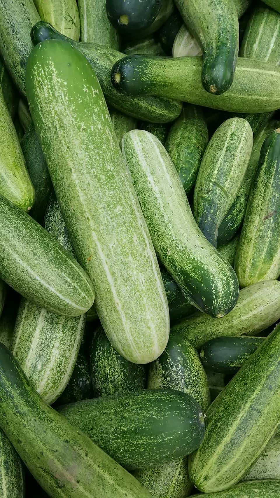 cucumber 4