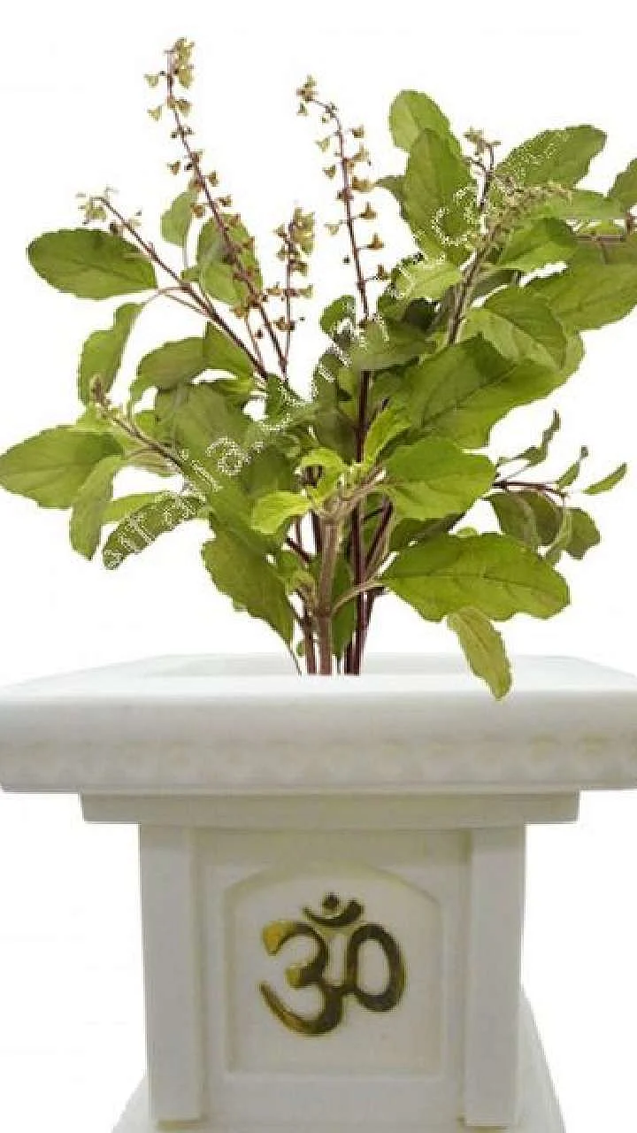 tulsi plant for gift 1710140815
