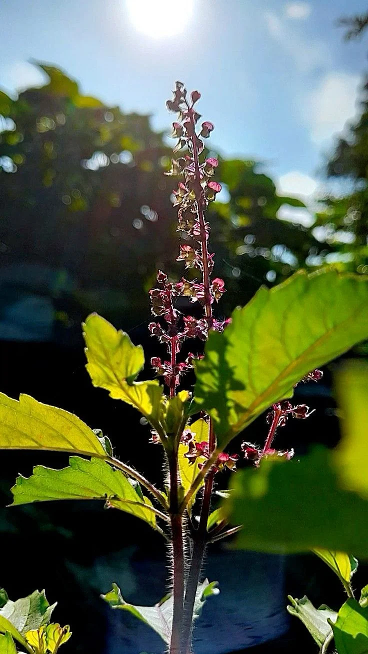 Tulsi Plant