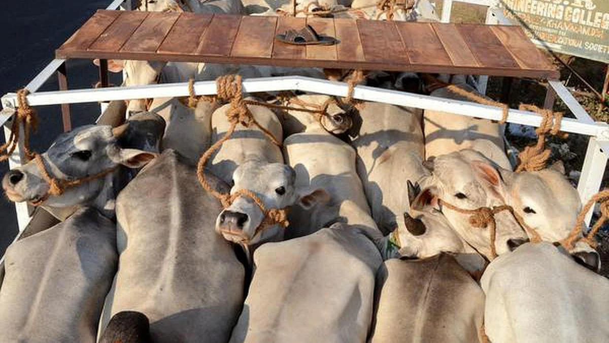 cattle