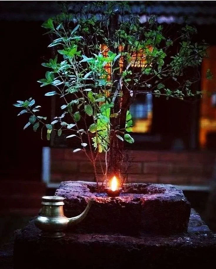 Tulsi Plant