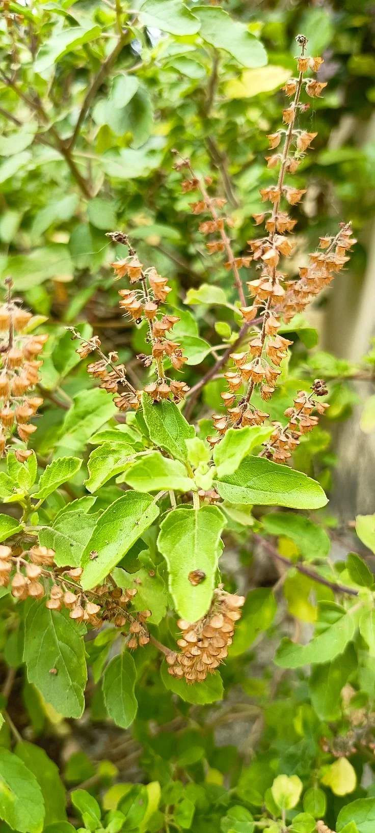 Tulsi Plant