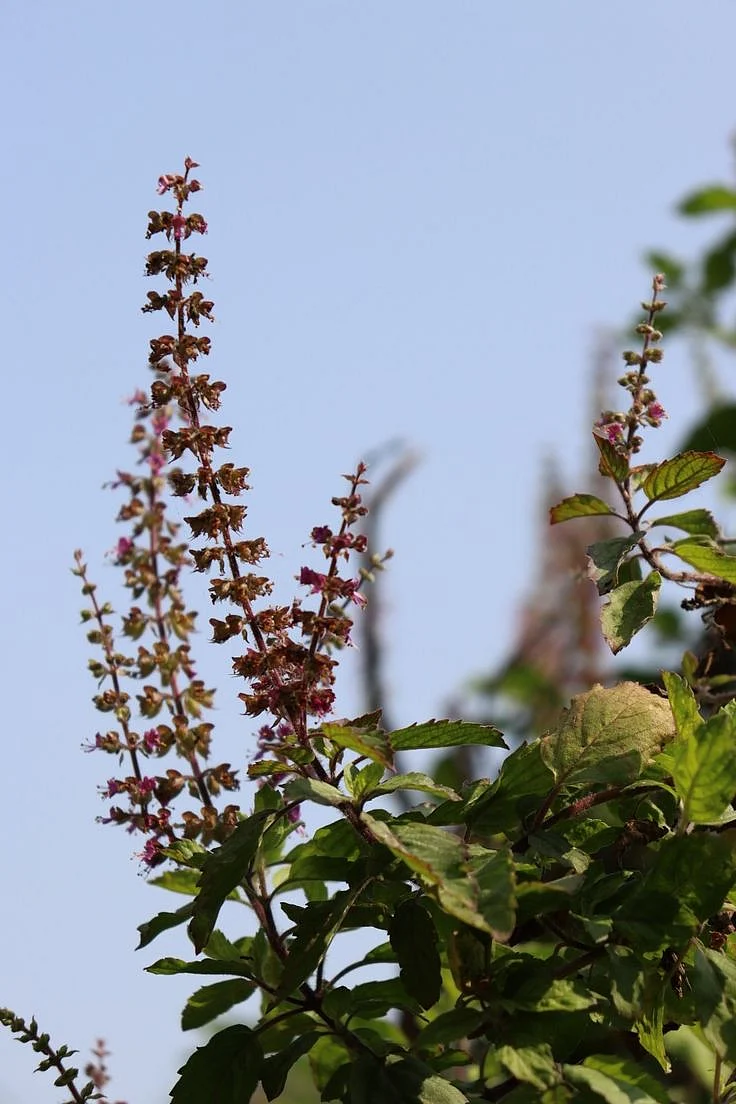 Tulsi Plant