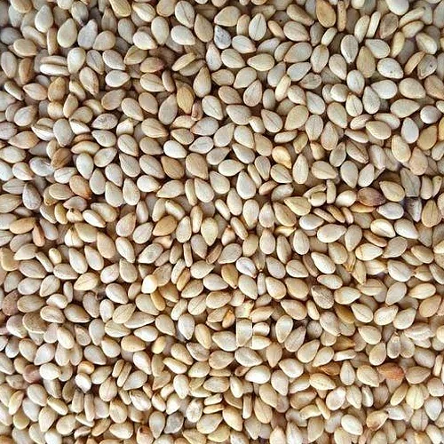 sesame seed