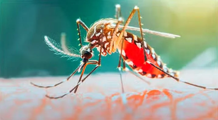 DENGUE 1