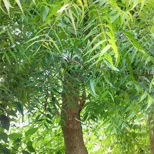 neem tree