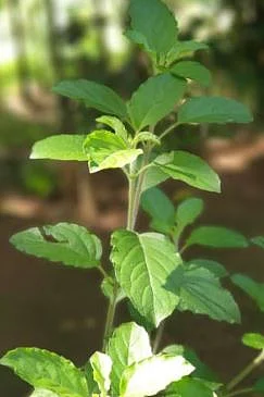 Basil 6