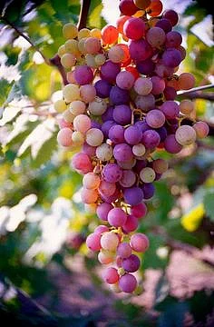 Grape