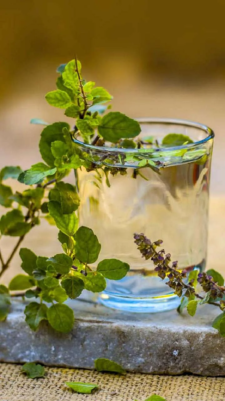 Basil 5