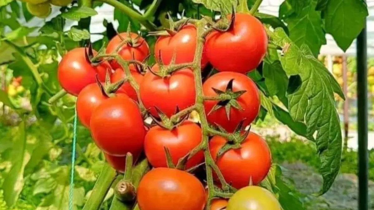 tomato 1