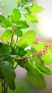 Basil 7
