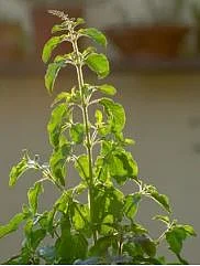 Basil 10