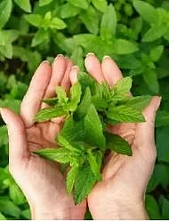 Basil 2