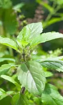 Basil 3