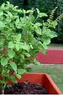 Basil 9