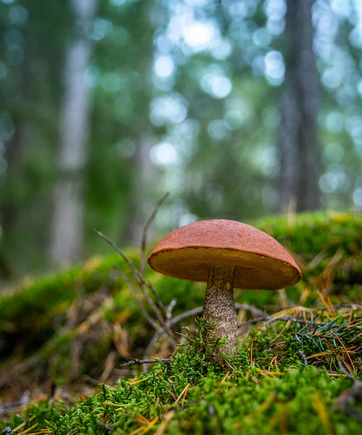 pexels ekamelev 1685650 1