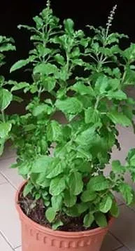 Basil 8