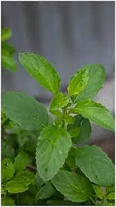 Basil 4